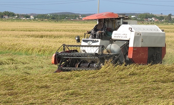 Hiệu quả từ mô hình cánh đồng mẫu lớn ở Bình Định